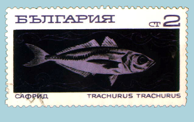 Trachurus trachurus
