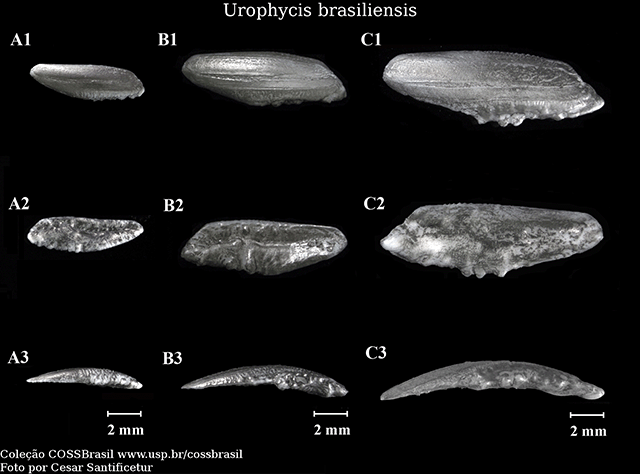 Urophycis brasiliensis