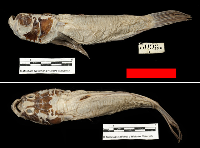 Uranoscopus filibarbis