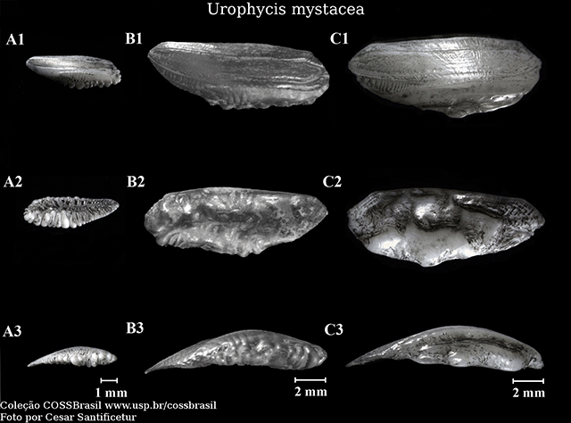 Urophycis mystacea