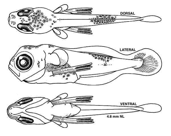 Urophycis tenuis