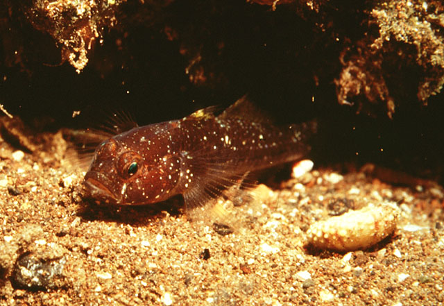 Vanneaugobius canariensis