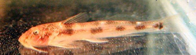 Zaireichthys camerunensis