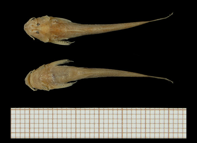 Zaireichthys mandevillei