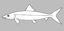 Image of Albula esuncula (Eastern Pacific bonefish)