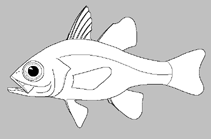 Image of Apogonichthyoides atripes (Bulls-eye cardinalfish)