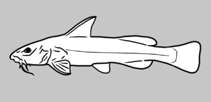 Image of Austroglanis gilli (Clanwilliam catfish)