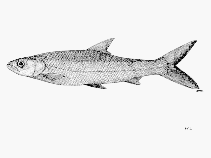 Image of Aaptosyax grypus (Giant salmon carp)