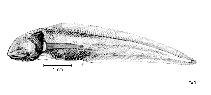 To FishBase images (<i>Abyssobrotula galatheae</i>, by FAO)
