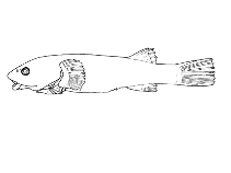 Image of Acyrtops beryllinus (Emerald clingfish)