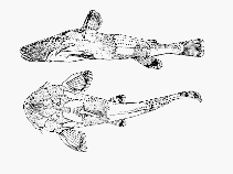 Image of Acrochordonichthys chamaeleon 