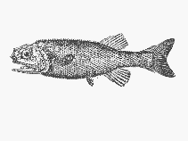 To FishBase images (<i>Acanthochaenus lutkeni</i>, by SFSA)