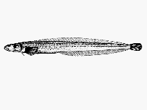 To FishBase images (<i>Acantholumpenus mackayi</i>, Canada, by Canadian Museum of Nature, Ottawa, Canada)