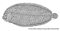 To FishBase images (<i>Achiropsetta tricholepis</i>, by South African Institute for Aquatic Biodiversity)