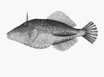 To FishBase images (<i>Penicipelta vittiger</i>, by CSIRO)