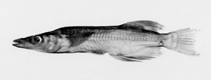 To FishBase images (<i>Adrianichthys poptae</i>, Indonesia, by Parenti, L.R.)