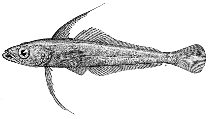 To FishBase images (<i>Aethotaxis mitopteryx</i>, Antarctica, by Zimmermann, C.)