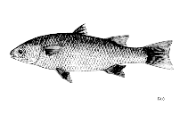To FishBase images (<i>Agonostomus telfairii</i>, by FAO)
