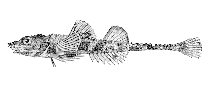 To FishBase images (<i>Averruncus emmelane</i>, Alaska, by Bull. U.S. Bur. Fish.)