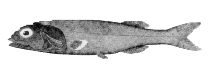 Image of Alepocephalus agassizii (Agassiz\