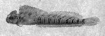 To FishBase images (<i>Alticus arnoldorum</i>, American Samoa, by Randall, J.E.)