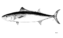 To FishBase images (<i>Allothunnus fallai</i>, by FAO)