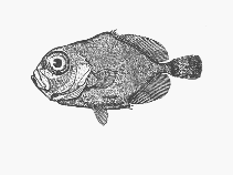 To FishBase images (<i>Allocyttus guineensis</i>, by SFSA)