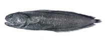 To FishBase images (<i>Alionematichthys piger</i>, Vanuatu, by P.R. Møller & W. Schwarzhans)