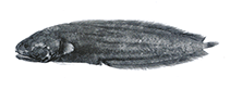 To FishBase images (<i>Alionematichthys plicatosurculus</i>, Philippines, by P.R. Møller & W. Schwarzhans)