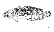 To FishBase images (<i>Allenbatrachus reticulatus</i>, by FAO)