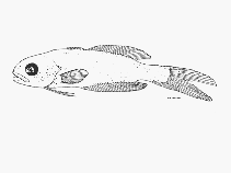 To FishBase images (<i>Amarsipus carlsbergi</i>, by SFSA)