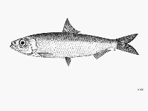 To FishBase images (<i>Amblygaster clupeoides</i>, by FAO)