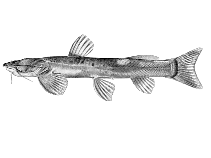 Image of Amphilius lentiginosus 