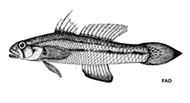 Image of Acentrogobius moloanus (Barcheek Amoya)
