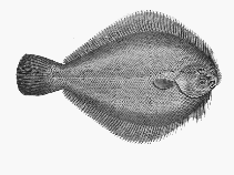 To FishBase images (<i>Ammotretis rostratus</i>, Australia, by CSIRO)
