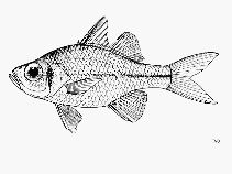 To FishBase images (<i>Ambassis urotaenia</i>, Tanzania, by FAO)