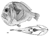 To FishBase images (<i>Anoplogaster brachycera</i>, by FAO)