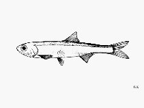 Image of Anchoviella cayennensis (Cayenne anchovy)