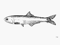 Image of Anchoa chamensis (Chame Point anchovy)