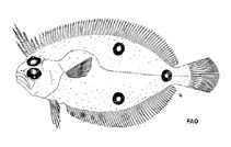 To FishBase images (<i>Ancylopsetta cycloidea</i>, by FAO)