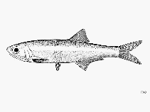 Image of Anchoa delicatissima (Slough anchovy)