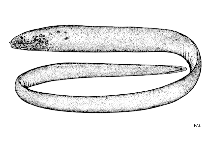 Image of Anarchias euryurus 