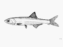 Image of Anchoa exigua (Slender anchovy)