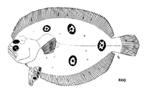 To FishBase images (<i>Ancylopsetta kumperae</i>, by FAO)
