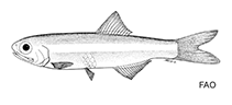 To FishBase images (<i>Anchoviella manamensis</i>, by FAO)