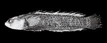 To FishBase images (<i>Anisochromis mascarenensis</i>, Reunion I., by Gill & Fricke, 2001)