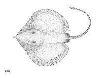 Image of Sinobatis melanosoma (Blackbodied leg skate)