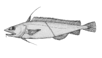 To FishBase images (<i>Antimora microlepis</i>, Canada, by Canadian Museum of Nature, Ottawa, Canada)