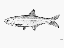 Image of Anchoa mundeoloides (Northern Gulf anchovy)