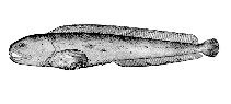 To FishBase images (<i>Anarhichas lepturus</i>, Alaska, by Bull. U.S. Bur. Fish.)